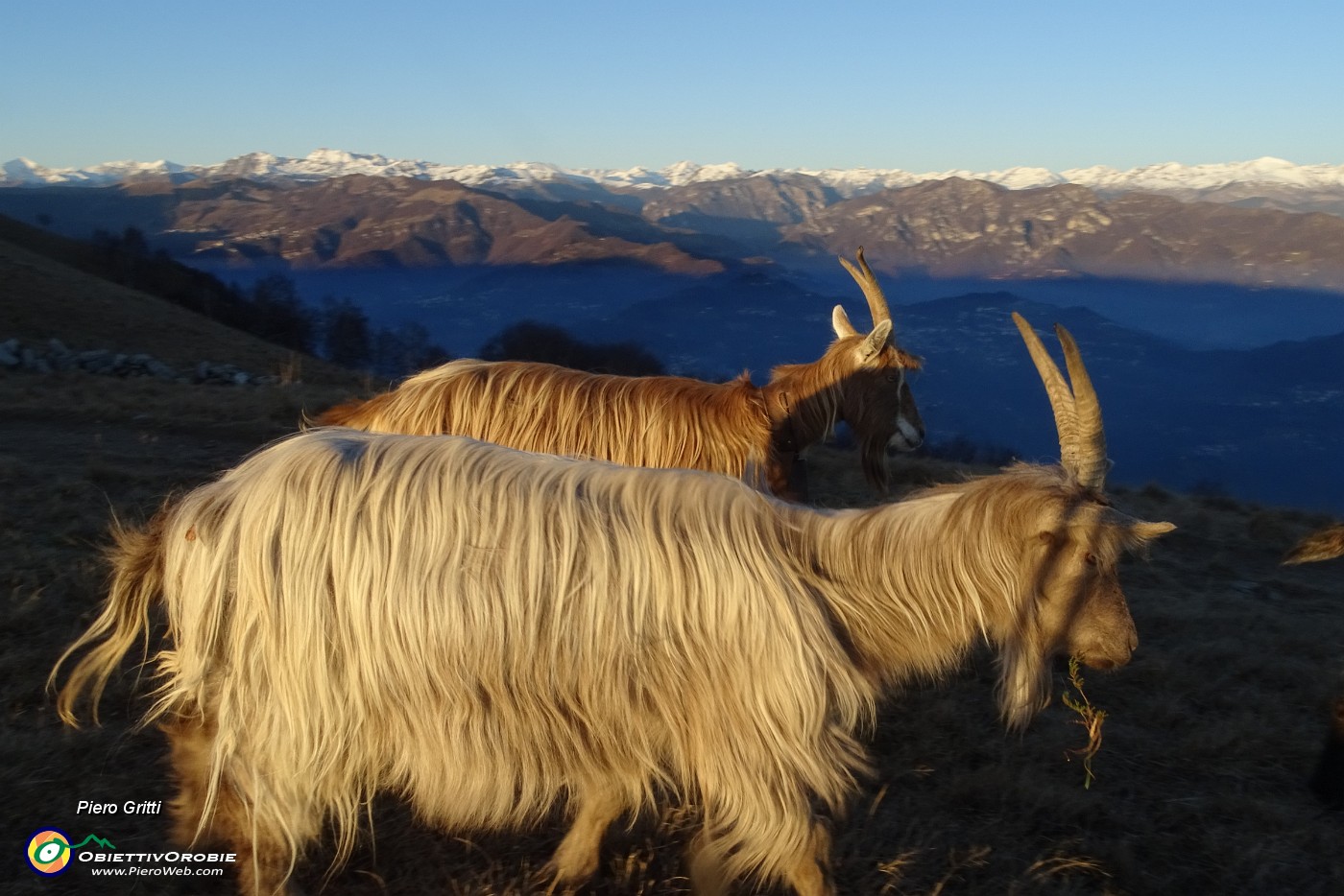 63 Capre orobiche con sullo sfondo le Orobie innevate.JPG